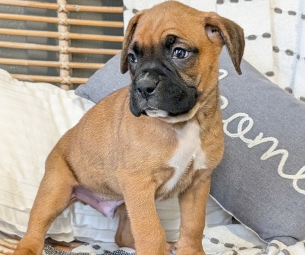 Medium Photo #35 Boxer Puppy For Sale in GOSHEN, IN, USA