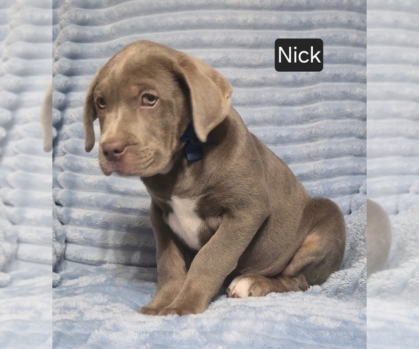 Medium Photo #11 Cane Corso Puppy For Sale in MINERAL WELLS, WV, USA