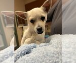 Small Photo #1 Chihuahua-Unknown Mix Puppy For Sale in Rancho Cucamonga, CA, USA
