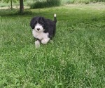Puppy Charlie Pink Border Collie-Sheepadoodle Mix