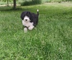 Puppy 10 Border Collie-Sheepadoodle Mix