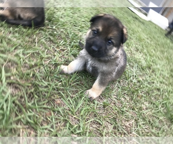 Medium Photo #11 German Shepherd Dog Puppy For Sale in ZEPHYRHILLS, FL, USA