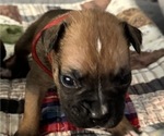 Small #6 Boxer