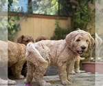 Small Photo #16 Goldendoodle Puppy For Sale in CASTRO VALLEY, CA, USA