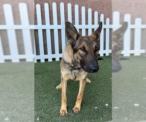 German Shepherd Dog Dogs for adoption in Modesto, CA, USA