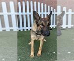 Small German Shepherd Dog