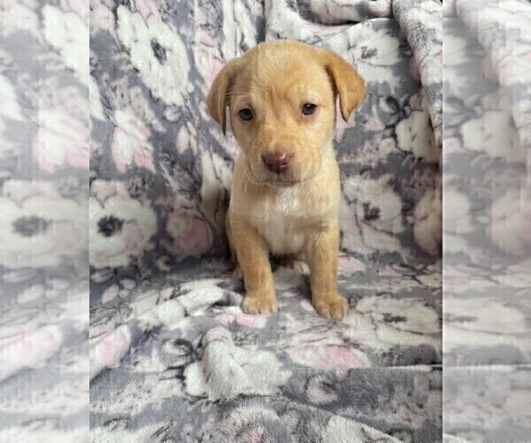 Medium Photo #6 Labrador Retriever Puppy For Sale in PENROSE, CO, USA