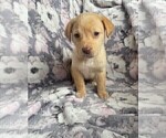 Small Photo #6 Labrador Retriever Puppy For Sale in PENROSE, CO, USA