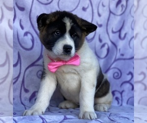 Akita Puppy for sale in LANCASTER, PA, USA