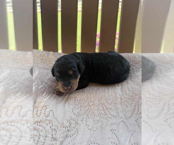 Medium Photo #3 Bernedoodle Puppy For Sale in CASTLE ROCK, CO, USA