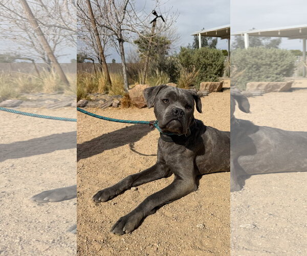 Medium Photo #1 Mutt Puppy For Sale in Goodyear, AZ, USA