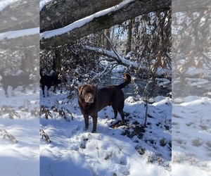 Father of the Labrador Retriever puppies born on 04/14/2025