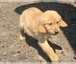 Small Golden Retriever