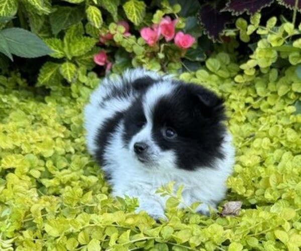 Medium Photo #5 Pomeranian Puppy For Sale in CURTISS, WI, USA
