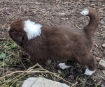 Small Photo #40 Border Collie Puppy For Sale in HARRISON, ID, USA