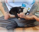 Small Photo #2 Australian Shepherd Puppy For Sale in BATTLE CREEK, MI, USA