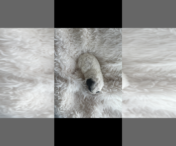 Medium Photo #5 Poodle (Toy) Puppy For Sale in NILES, MI, USA
