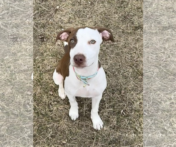 Medium Photo #1 Labrador Retriever-Unknown Mix Puppy For Sale in Des Moines, IA, USA