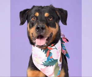 Rottweiler Dogs for adoption in Hillsboro, NH, USA