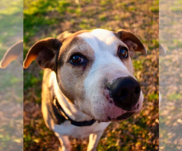 Medium Photo #8 Boxer-Unknown Mix Puppy For Sale in Canton, CT, USA