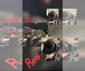 Mastiff Puppy for Sale in OAKFIELD, Maine USA