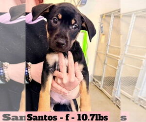 American Pit Bull Terrier-German Shepherd Dog Mix Dogs for adoption in Chester, VA, USA