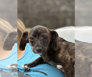 Chiweenie Dogs for adoption in San Diego, CA, USA