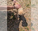 Small #2 Cane Corso-Mastiff Mix