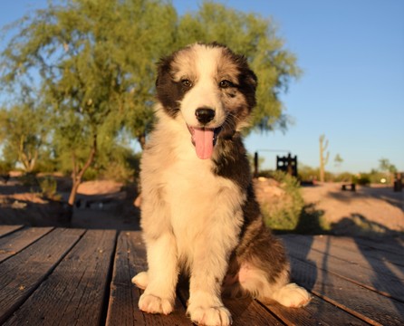 Medium Photo #1 Australian Shepherd Puppy For Sale in MARANA, AZ, USA