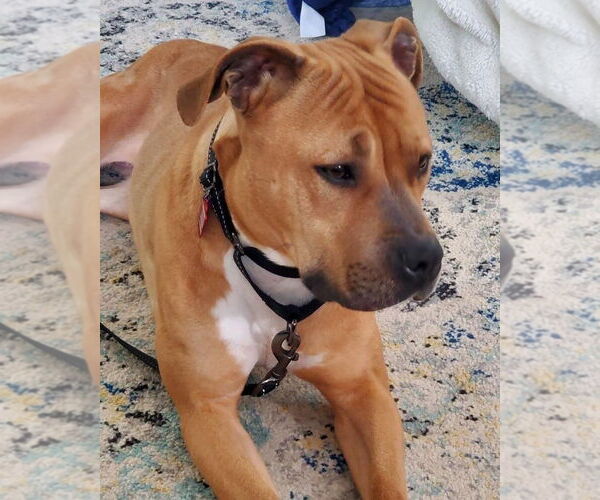 Medium Photo #6 American Pit Bull Terrier-Unknown Mix Puppy For Sale in Spotsylvania, VA, USA
