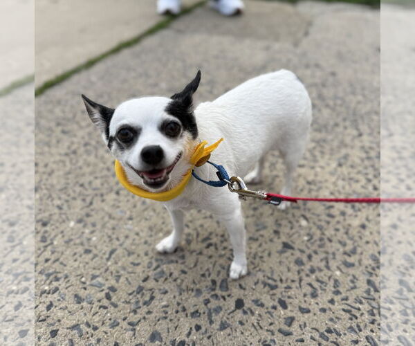 Medium Photo #1 Jack Chi Puppy For Sale in Oakhurst, NJ, USA