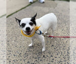 Jack Chi Dogs for adoption in Oakhurst, NJ, USA