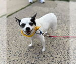 Small Jack Chi