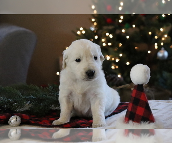 Medium Photo #2 English Cream Golden Retriever Puppy For Sale in DUNDEE, OH, USA