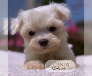 Maltese Puppy for Sale in ELMHURST, Illinois USA
