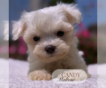 Image preview for Ad Listing. Nickname: Litter of 4