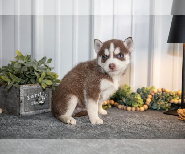 Medium Photo #22 Siberian Husky Puppy For Sale in SHREVE, OH, USA
