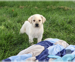 Small #3 Labrador Retriever