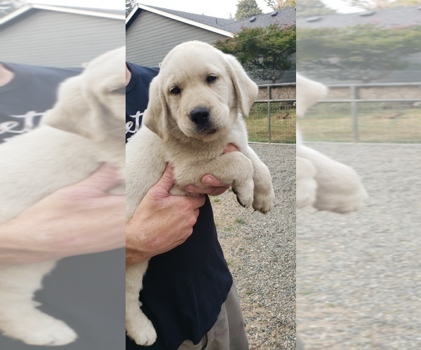Medium Photo #6 Labrador Retriever Puppy For Sale in OLYMPIA, WA, USA