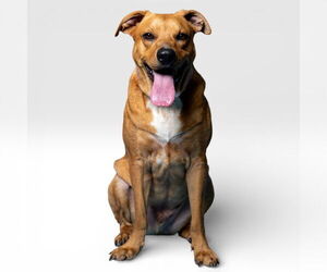 Labrador Retriever-Unknown Mix Dogs for adoption in Rowlett, TX, USA