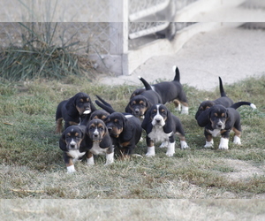 Basset Hound Puppy for Sale in MEMPHIS, Missouri USA