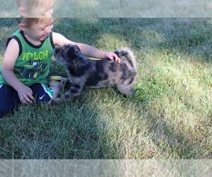 Poodle (Toy)-Pug Mix Puppy for sale in EVART, MI, USA
