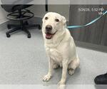 Small Labrador Retriever Mix