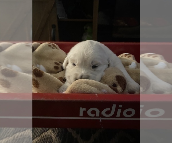 Medium Photo #4 English Cream Golden Retriever Puppy For Sale in ARCHBALD, PA, USA