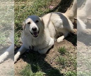Father of the Maremma Sheepdog puppies born on 04/10/2025