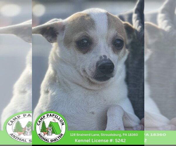 Medium Photo #1 Chihuahua Puppy For Sale in Stroudsburg, PA, USA