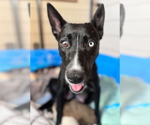 Medium Photo #2 Mutt Puppy For Sale in San Diego, CA, USA