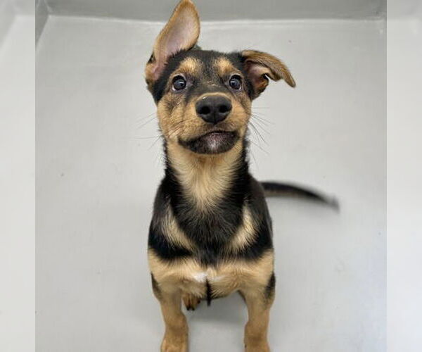 Medium Photo #1  Puppy For Sale in , 
