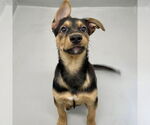 Small Retriever  Mix
