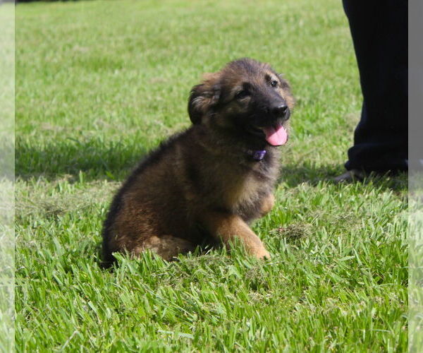 Medium Photo #2 German Shepherd Dog Puppy For Sale in Holly Hill, SC, USA